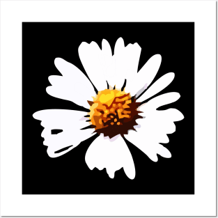 Daisy (Bellis perennis, Asteraceae) Posters and Art